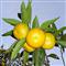 Mandalina �reticisinin alt�n y�l�