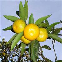 Mandalina �reticisinin alt�n y�l�