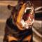 Pitbullu i�kence
