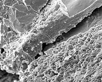 Mars'ta hayata dair en g��l� kan�t