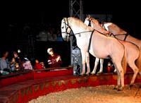 Dolmabah�e'deki sirkte stres att�lar