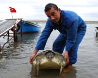 Karadeniz'de a�lara caretta caretta tak�ld�