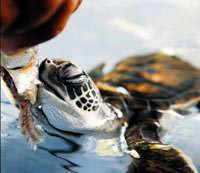 Yeme�i g�r�nce mest oldu
