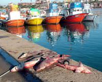 Kocaeli'de k�pek bal��� yakaland�
