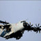 Airbus�n A400M projesi tehlikede