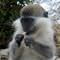 Maymununa �ekirdek yeti�tiremiyor