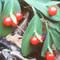 Ke�fedilmeyi bekleyen bitki