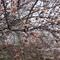 Badem a�ac� �i�ek a�t�