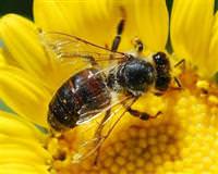 Ar�lar insan y�z�n� ay�rt edebiliyor
