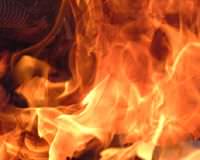 Y�zlerce hayvan telef oldu
