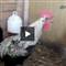 Horozotti! V�DEO