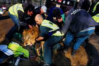 13 aslan b�yle ta��nd�