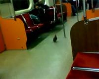 Bu da metropol g�vercini!