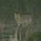 A� kurt panik yaratt�