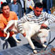 Pitbull yeti�tirene 10 bin TL para cezas�