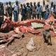 Zimbabwe�de a�l�ktan fili yediler�