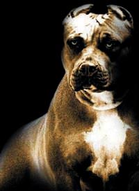 �ek-senet mafyas�n�n g�zde silah� Pitbull