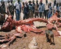 Zimbabwe�de a�l�ktan fili yediler�