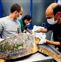 Hasta Caretta Caretta'ya hayat �p�c���