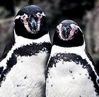 Penguenlerin Manchester hat�ras�!