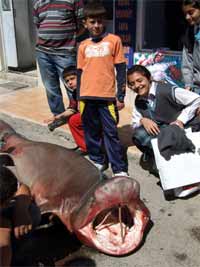 Fethiye'de 3,5 metrelik k�pek bal���