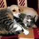 Kedi ile k�pe�in dostlu�u