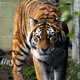 Kaplan verip leopar ald�lar