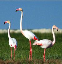 Tuz G�l� flamingolar� bekliyor