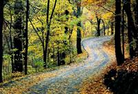 Ormanl�k alanlar teknopark olacak