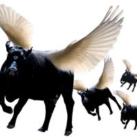 1100 kiloluk Angus kanatland�