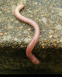 Yer solucan� Caenorhabditis elegans Plos Biology