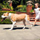 Pitbullun su�u ne?