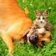 Pitbull ile kedinin inan�lmaz dostlu�u