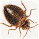 �stila ettiler