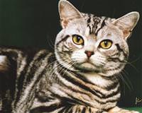 Kedi, polisi hastanelik etti
