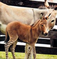 Alt� zebra �st� e�ek