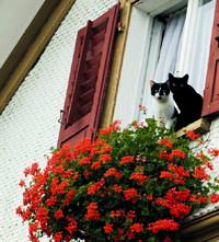 Kedim d��mez demeyin, �nlem al�n