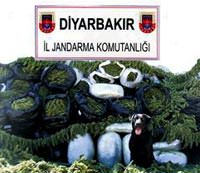 Diyarbak�r'da 'esrar'l� operasyon