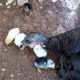 Civcivleri kendi yavrusu san�yor