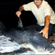 Marmaran�n Jaws�