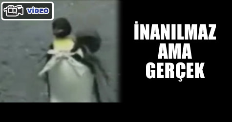 Penguen al��veri�e ��kt�