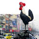 Talih ku�u, Horozu �ok sevdi