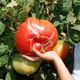 Bu domatesler parmak �s�rt�yor