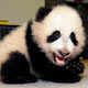Panda bak�c�l��� i�in 17 bin ba�vuru