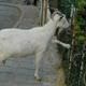 Yavru ke�iyi polis kurtard�