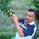 Armut a�ac� �i�ek a�t�