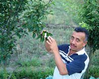 K�tahya armut a�ac� �i�ek
