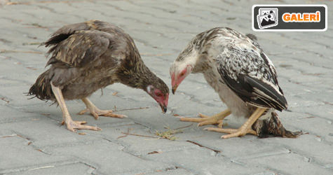 Bu tavuklar penguen gibi y�r�yor
