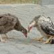 Bu tavuklar penguen gibi y�r�yor