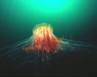 Cyanea capillata hayvan Aslan yelesi denizanas� Okyanus